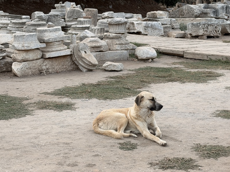 Guardian of Ephesus, State Agora