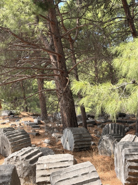 Pine Trees at Priene