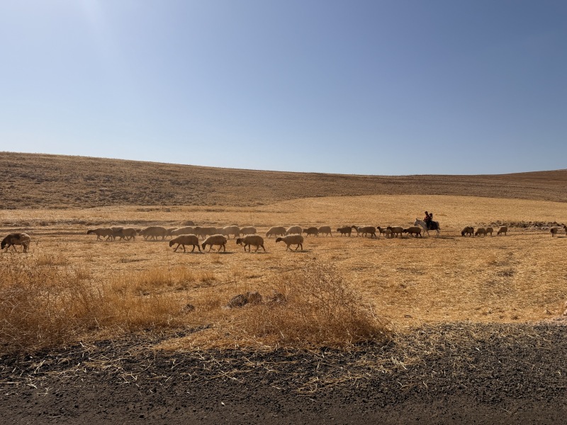 Shepherds and Flock