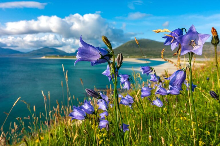 Sellebost Beach on the Isle of Harris during the Starseed Scotland Adventure 2025, with purple wildflowers and coastal views
